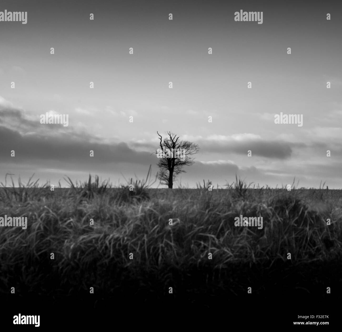 Seul Arbre de chêne dans un champ, noir et blanc Banque D'Images