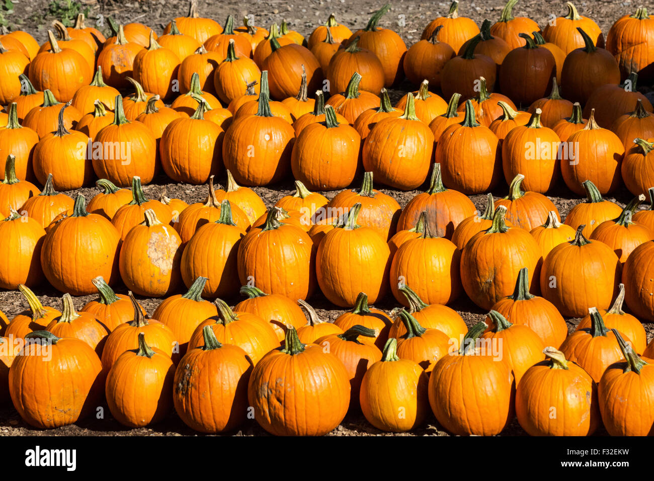 Pumpkins en vente au début de l'automne (automne), la Nouvelle Angleterre, USA Banque D'Images