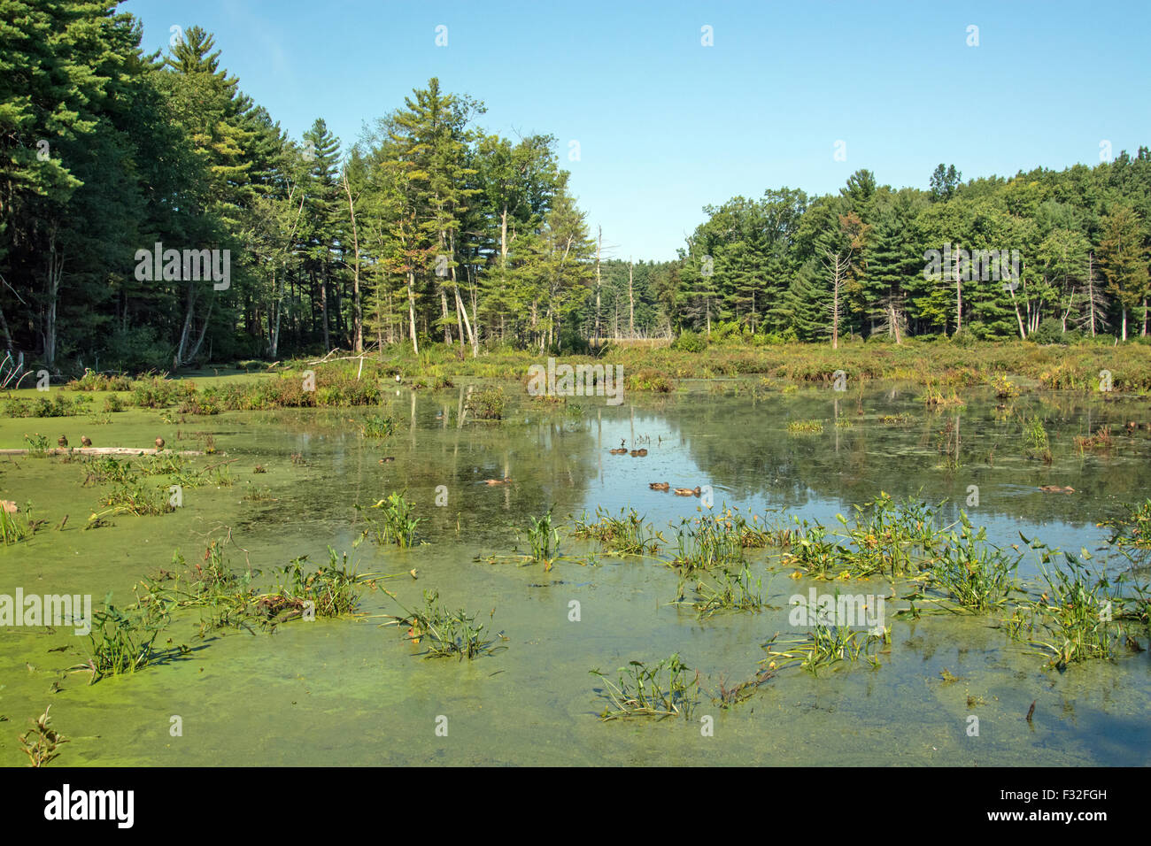 Zones humides à Assabet River National Wildlife Refuge, Sudbury, Massachusetts, USA Banque D'Images