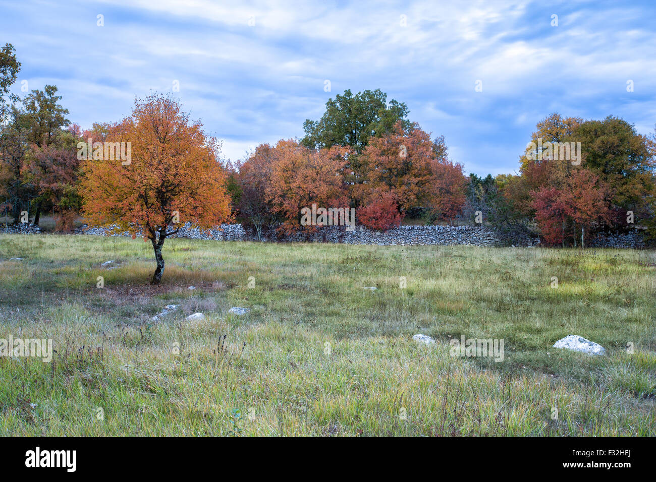 Les arbres aux couleurs automnales, dans un champ, Dordogne, France Banque D'Images