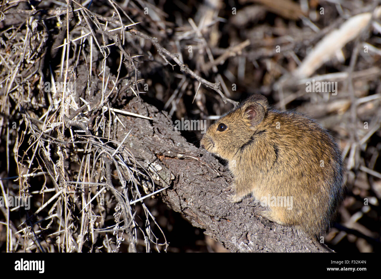 La mère souris parmi les épines Banque D'Images