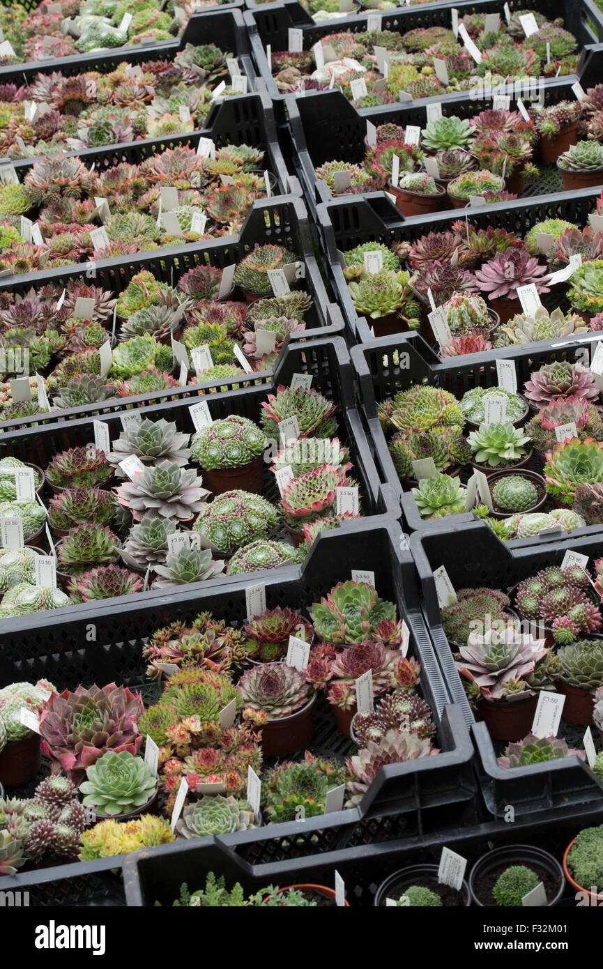 Sempervivum. Houseleek plantes dans des bacs pour la vente à un flower show Banque D'Images