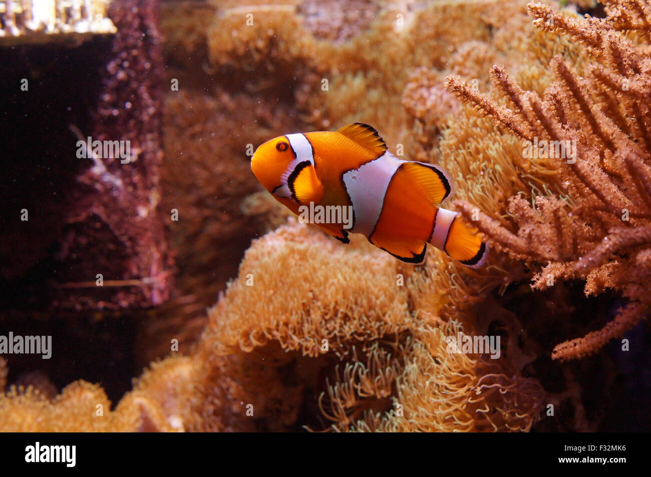 Les poissons d'Aquarium de couleur orange Banque D'Images