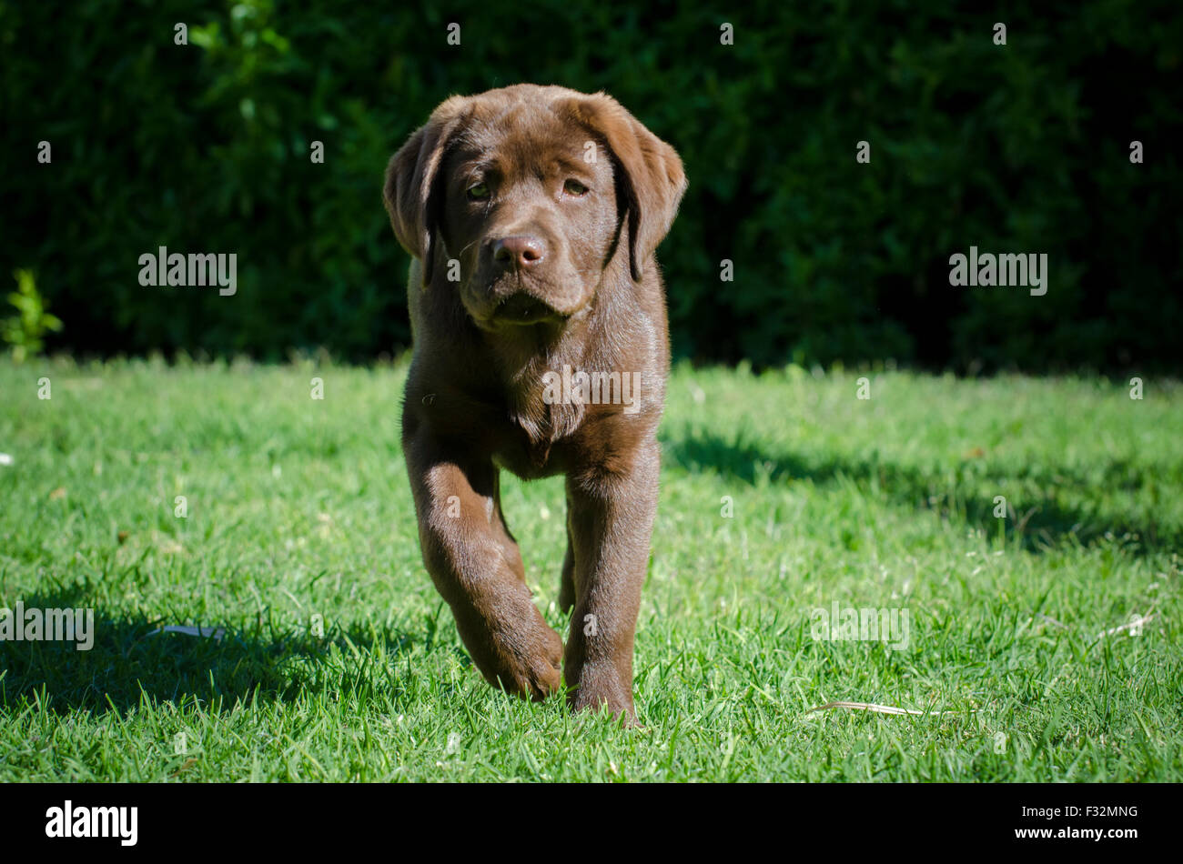 Chocolate Labrador Retriever puppy playing Banque D'Images