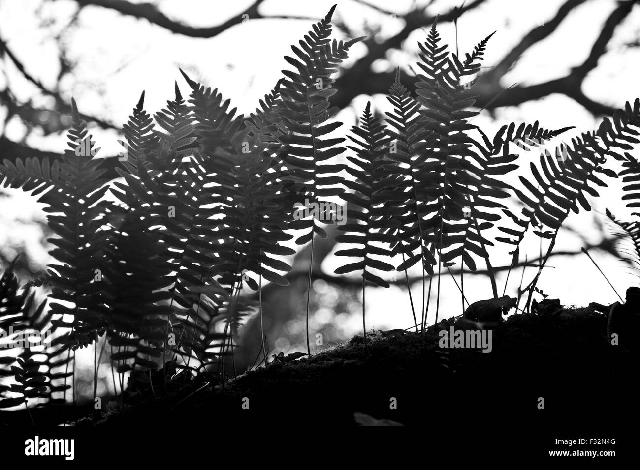 Fougères poussant à partir d'une branche. Noir et blanc. Banque D'Images