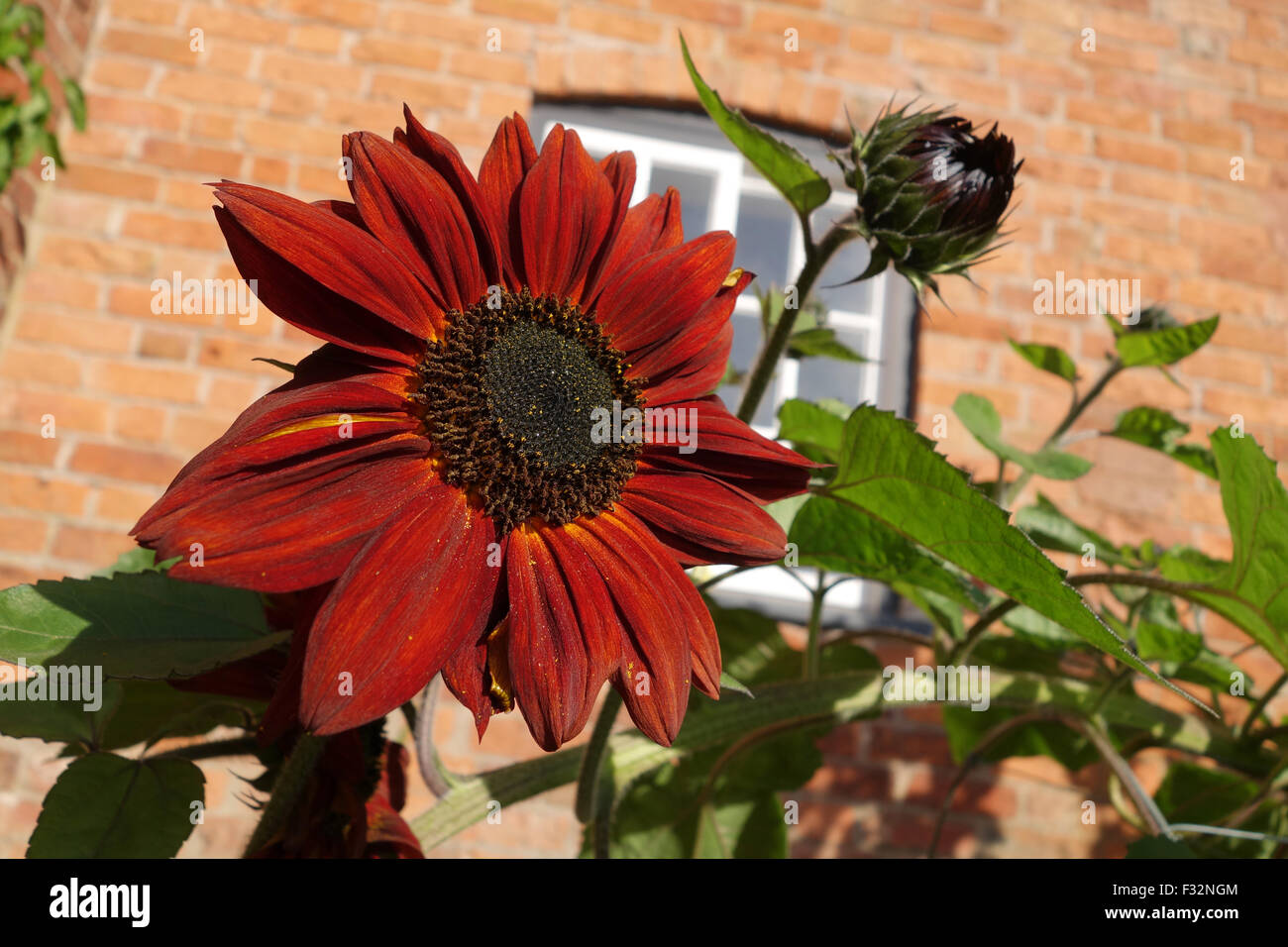 Orange rouge tournesol tournesol Helianthus annus Uk Banque D'Images