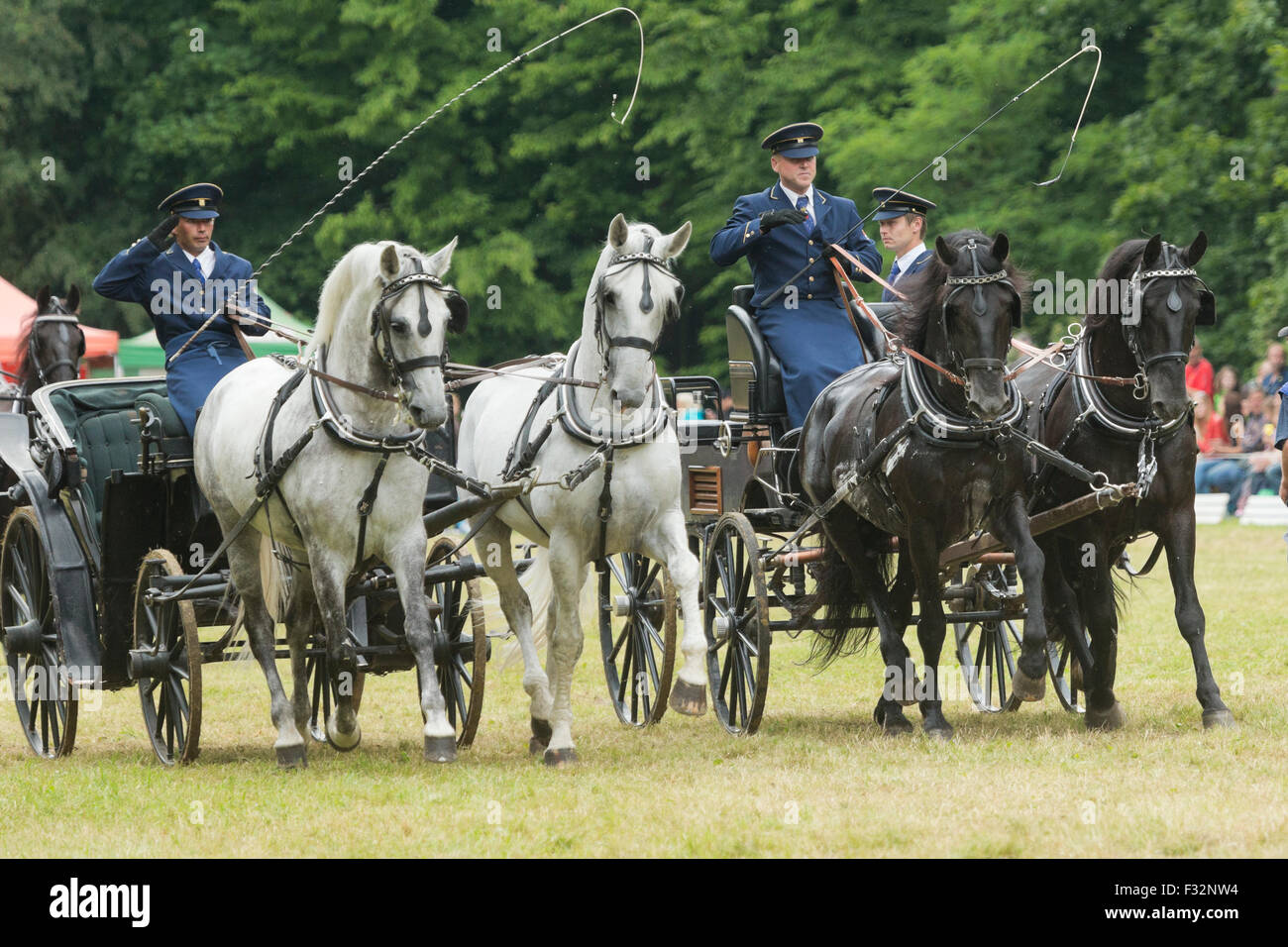 Rare cheval Kladruber animal hors festival tradition Banque D'Images