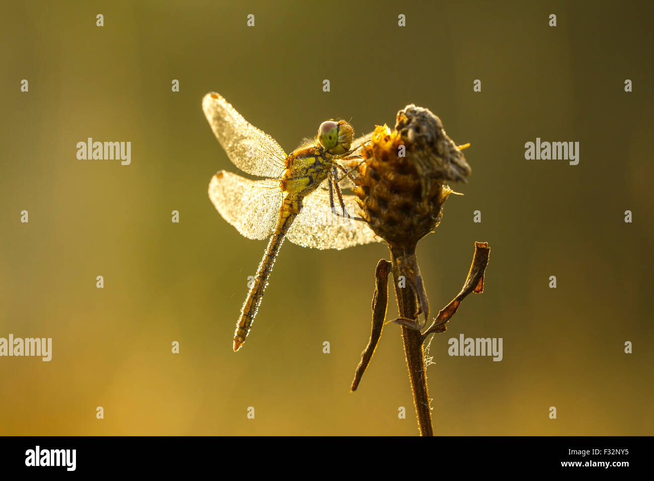 Vue latérale d'un dard commun, Sympetrum striolatum, avec ses ailes déployées il est en train de sécher la rosée ses ailes au début, soleil chaud ligh Banque D'Images
