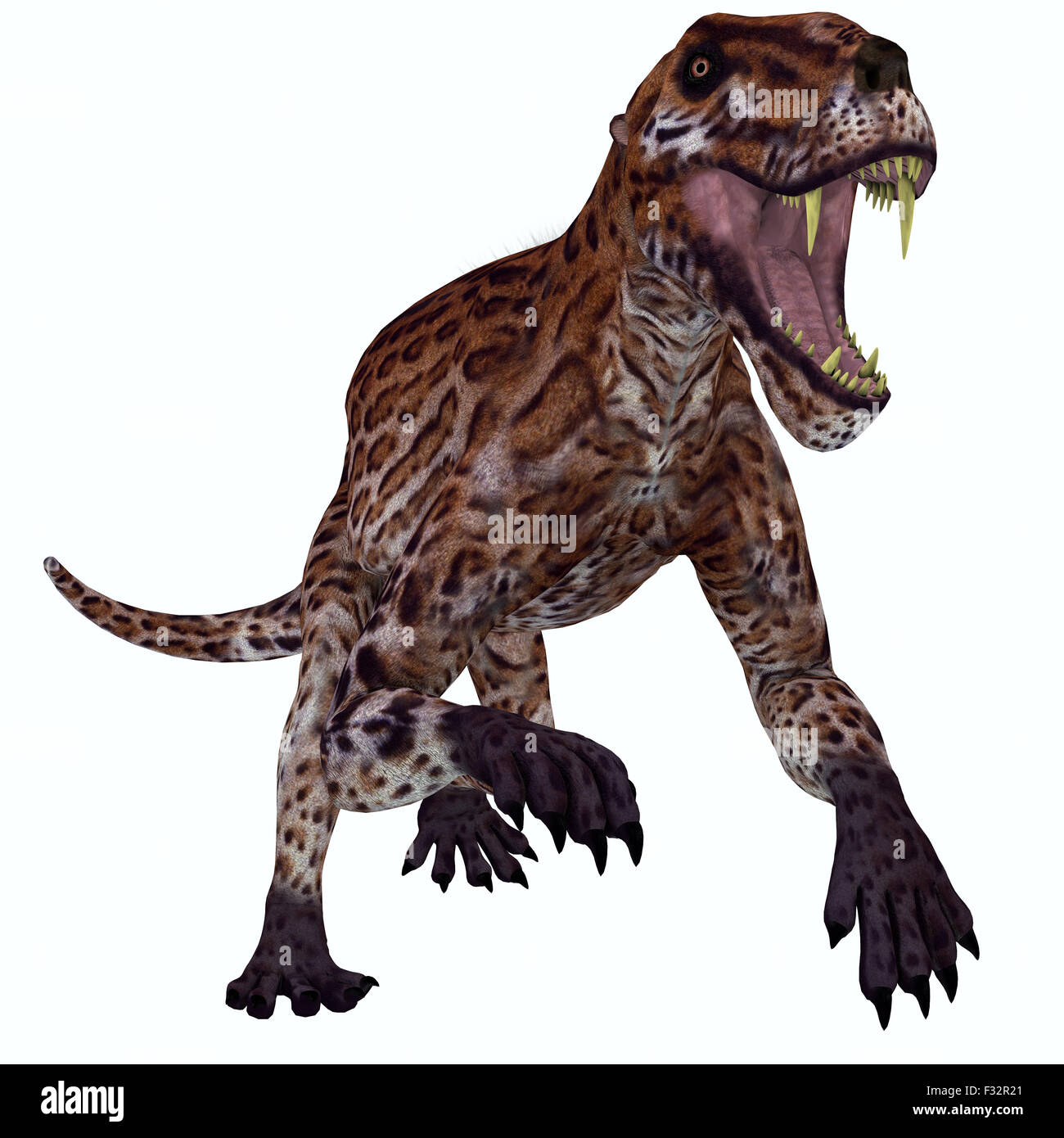 Lycaenops était un reptile mammifère carnivore qui vivait en Afrique du Sud pendant la période permienne. Banque D'Images