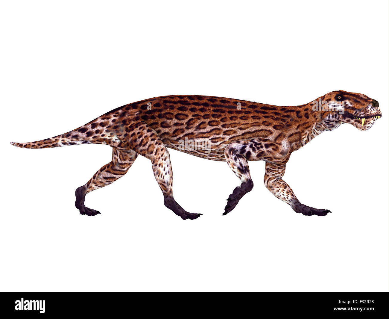 Lycaenops était un reptile mammifère carnivore qui vivait en Afrique du Sud pendant la période permienne. Banque D'Images