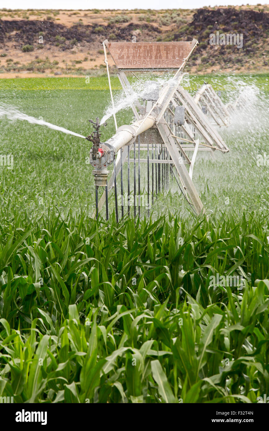 Raft River, New York - L'Irrigation d'une récolte de maïs. Banque D'Images