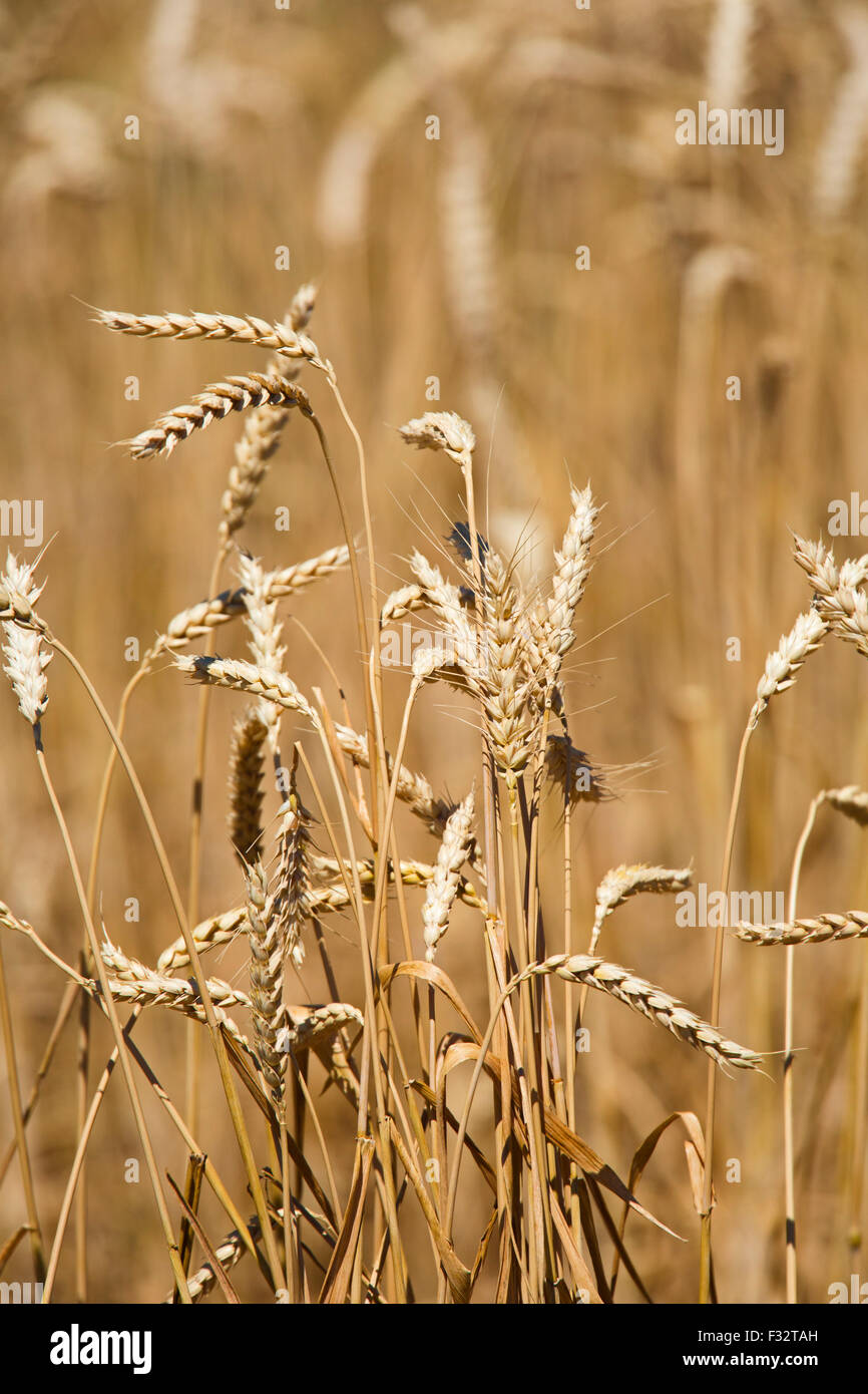Moreland, Idaho - Idaho champ de blé. Banque D'Images