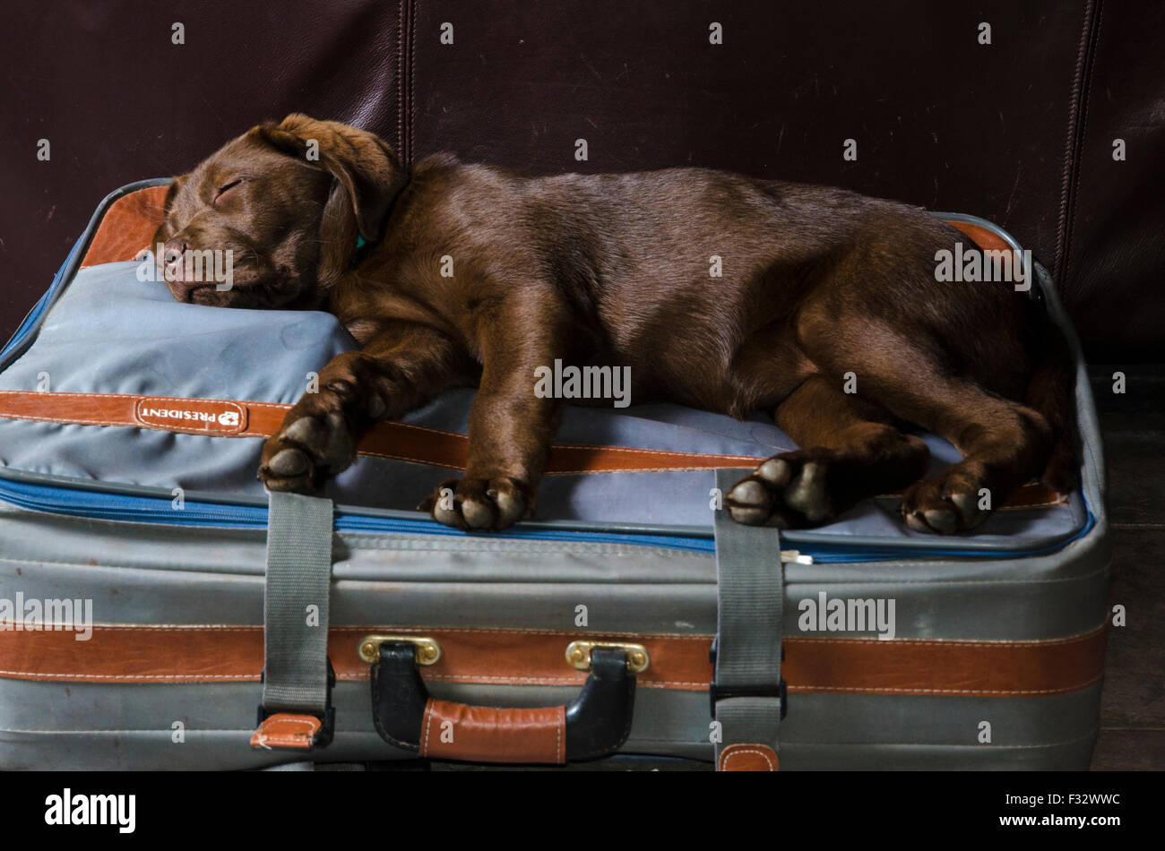 Chiot Labrador Retriever chocolat dormir sur une valise Banque D'Images