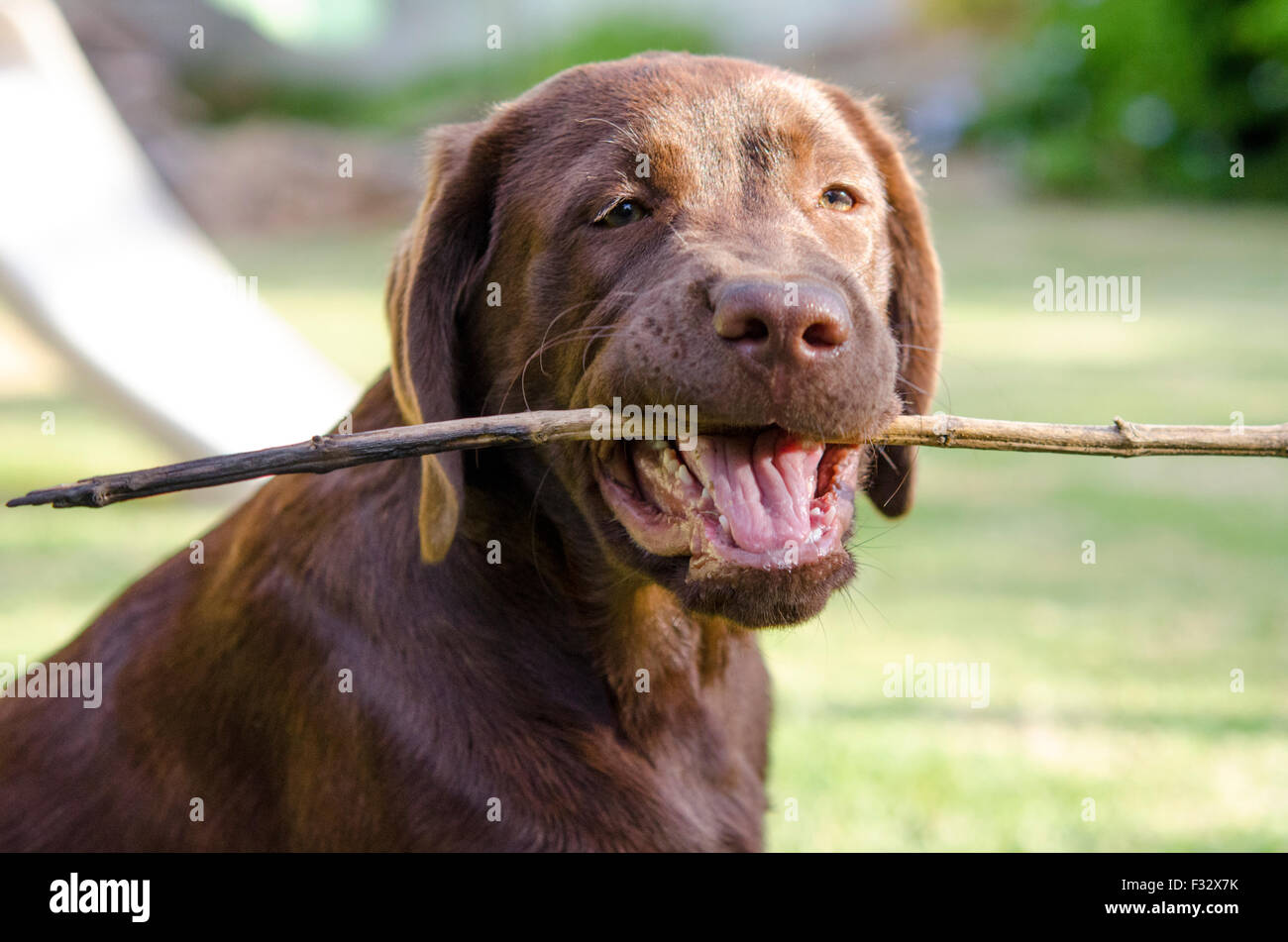 Jeune Labrador Retriever chocolat jouer avec un bâton Banque D'Images
