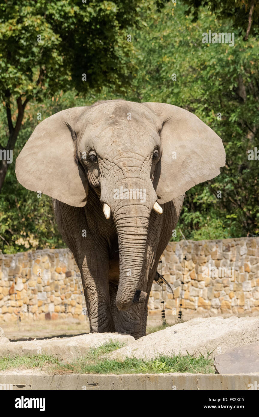 Bush africain à l'éléphant du zoo de Varsovie, Pologne Banque D'Images