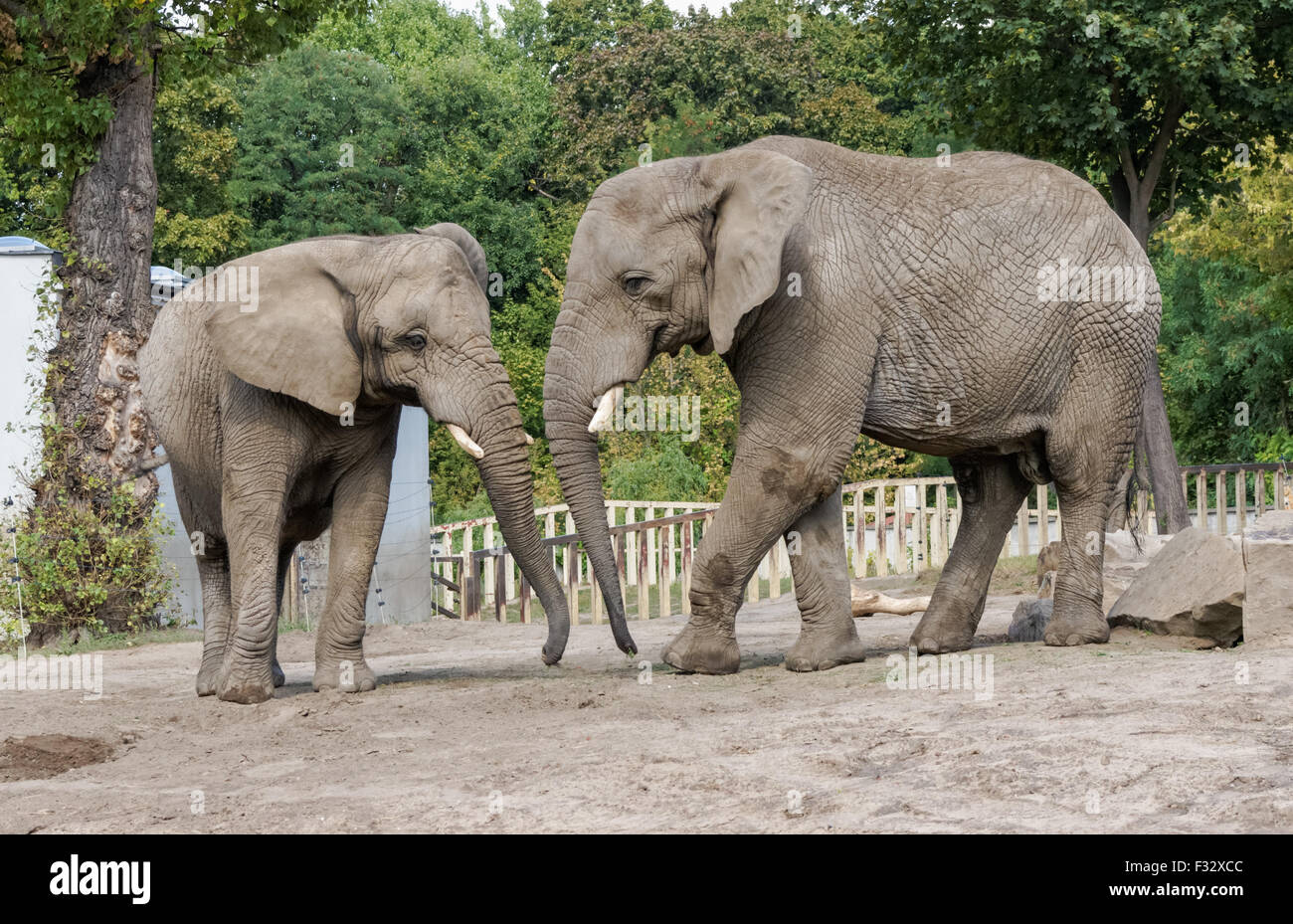 Bush africain des éléphants au zoo de Varsovie, Pologne Banque D'Images