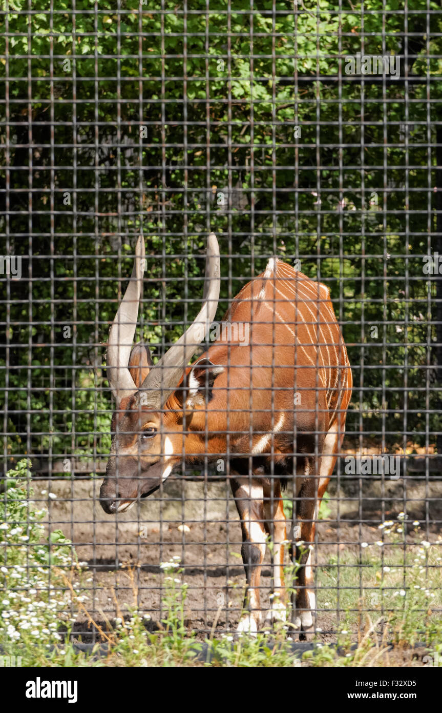 Le Bongo (Tragelaphus eurycerus) antilope au zoo de Varsovie, Pologne Banque D'Images