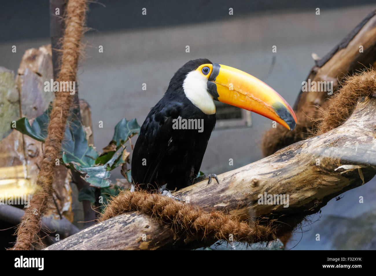 Le toco toucan (Ramphastos toco) Banque D'Images