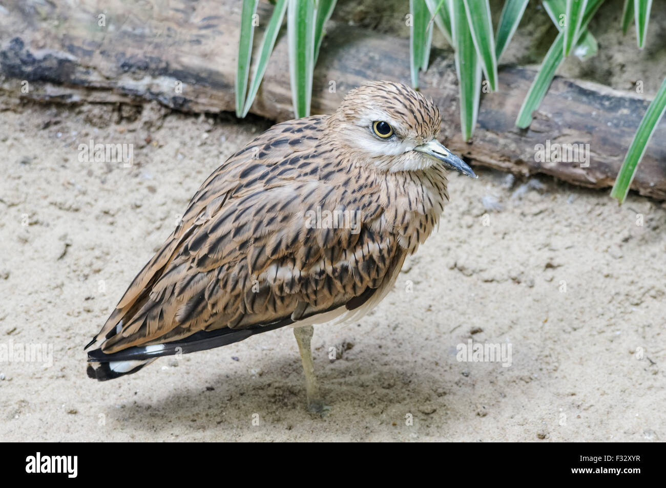 Le coursier de pierre eurasien, Burhinus oedicnemus Banque D'Images