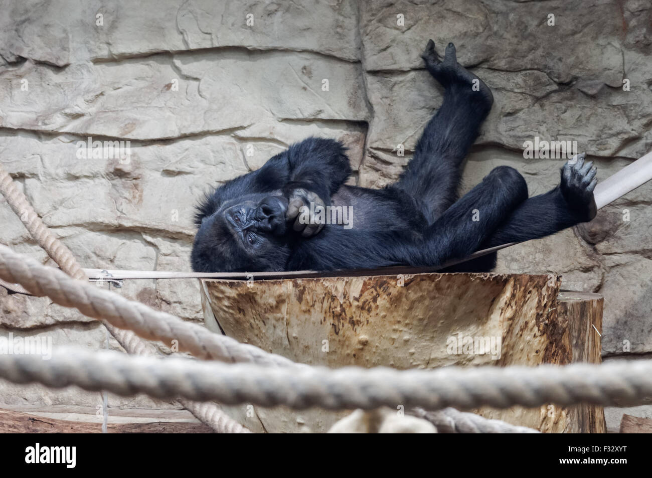 Le gorille de l'Est (Gorilla beringei) au zoo de Varsovie, Pologne Banque D'Images