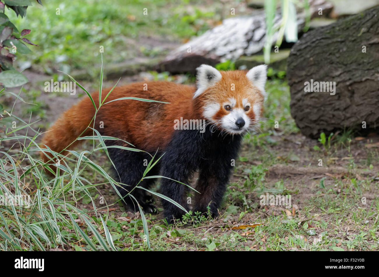 Le petit panda (Ailurus fulgens) au Zoo, Plock Pologne Banque D'Images