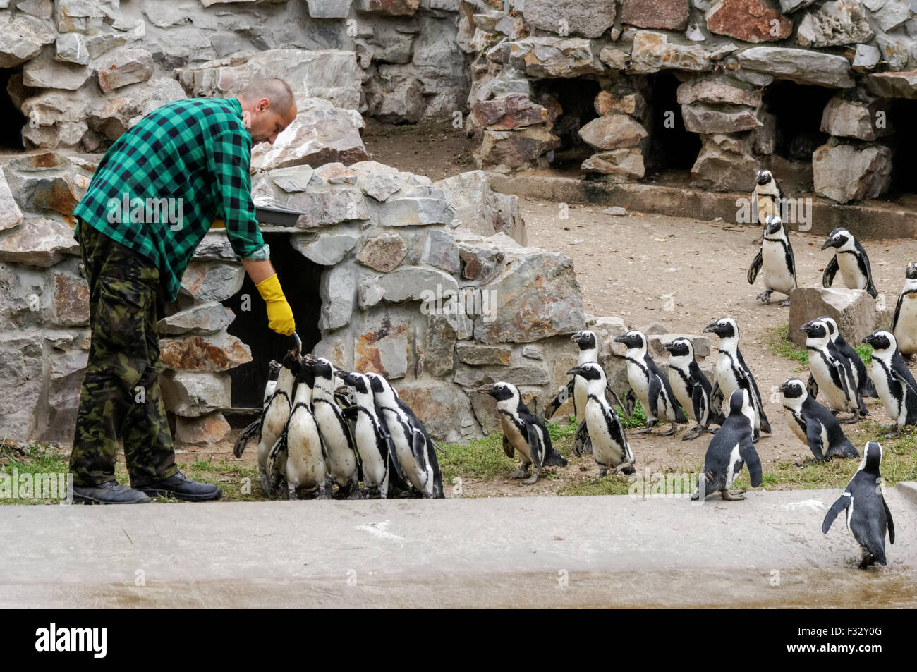 Pingouins africains au Zoo, Plock Pologne Banque D'Images