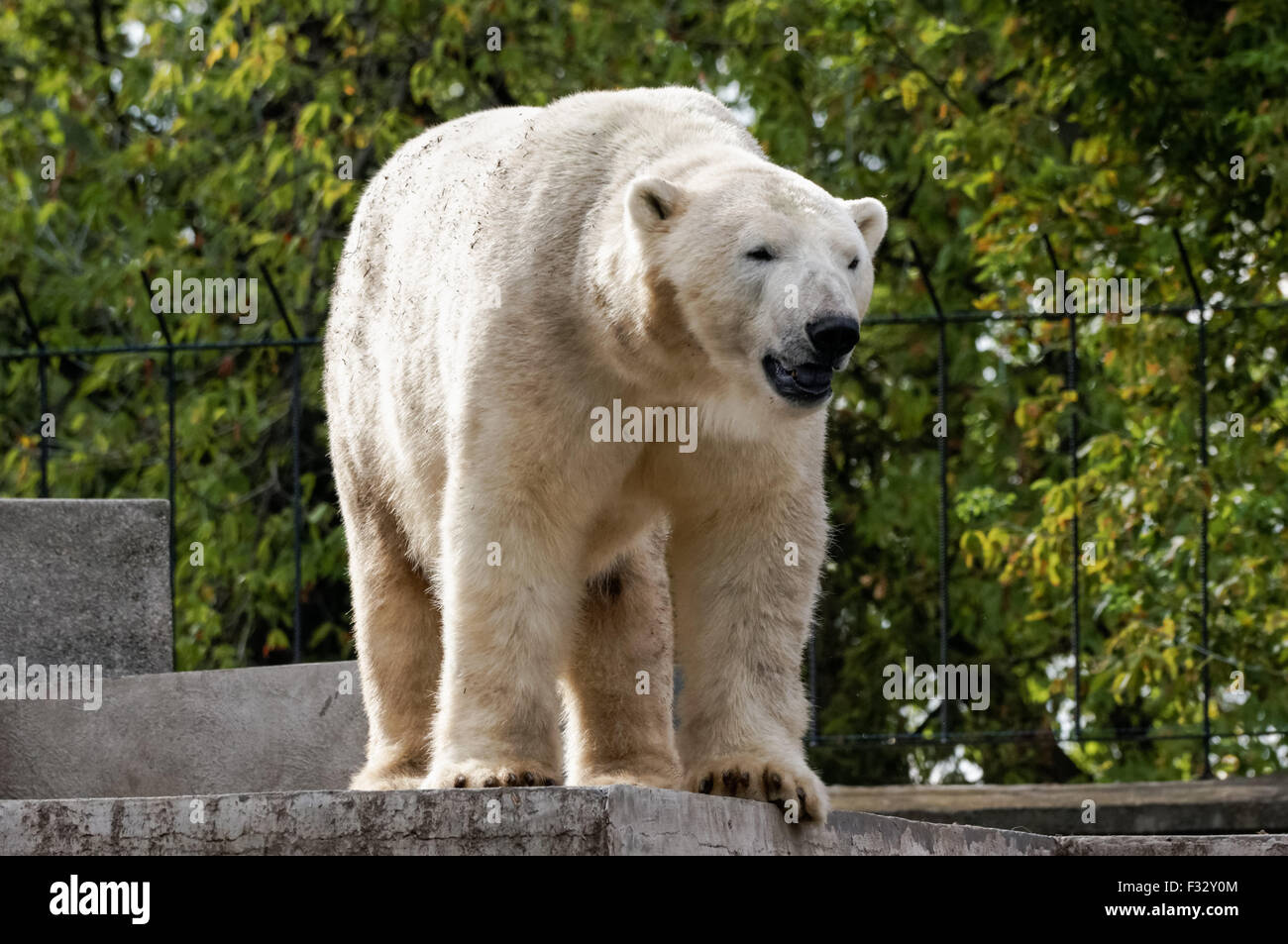 L'ours polaire (Ursus maritimus) au zoo de Varsovie, Pologne Banque D'Images