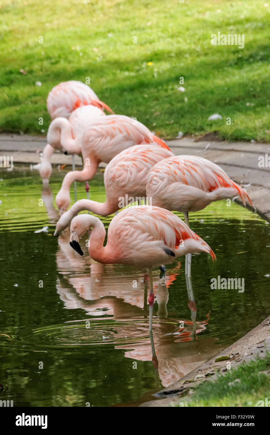 Flamands roses à Varsovie, Pologne Zoo Banque D'Images