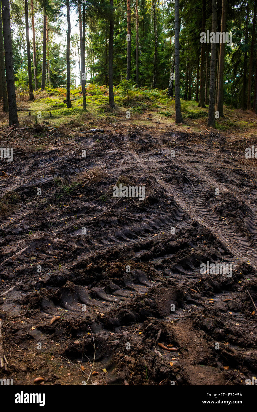 Dégâts de la forêt par l'ensileuse lourd, le compactage du sol forestier. lane de rainures sur le sol forestier endommagé Banque D'Images