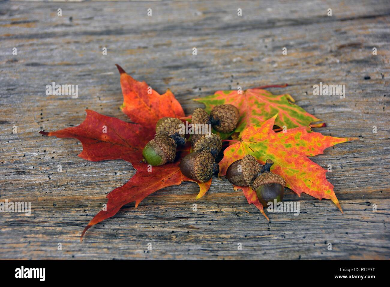 Glands sur l'automne feuilles d'érable colorées sur bois rustique. Banque D'Images