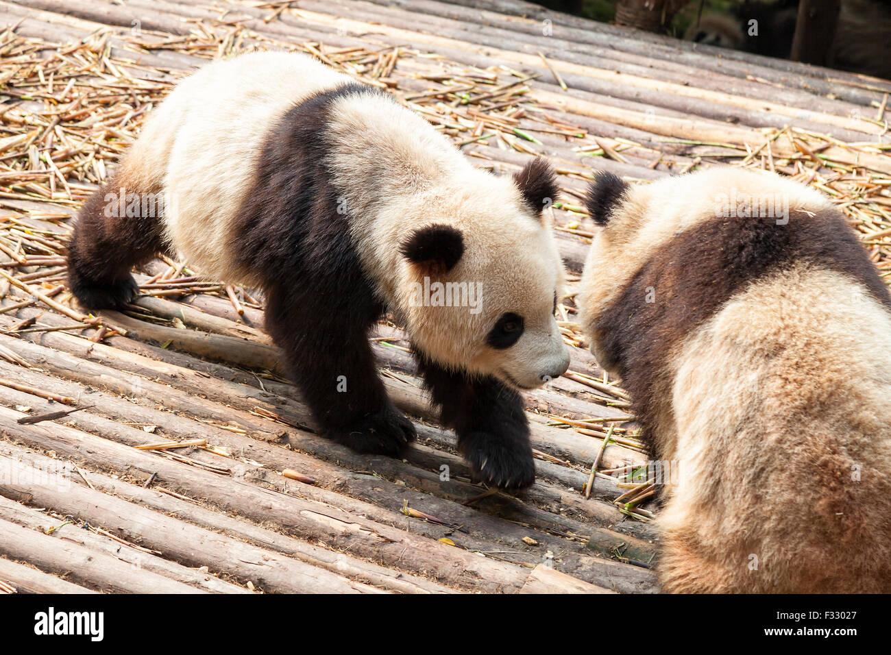 Ours Panda Géant Banque D'Images