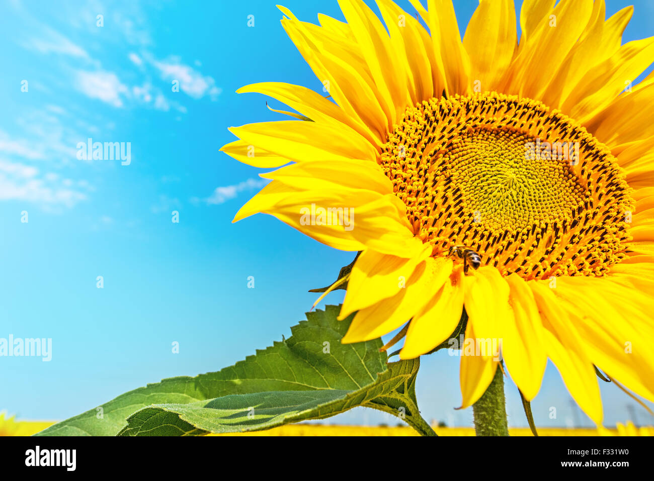 Le tournesol avec ciel bleu et soleil magnifique tournesol / Banque D'Images