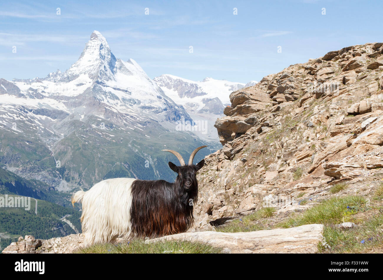 Valais Blackneck et chèvre le Matterhorn, Zermatt, Suisse Banque D'Images