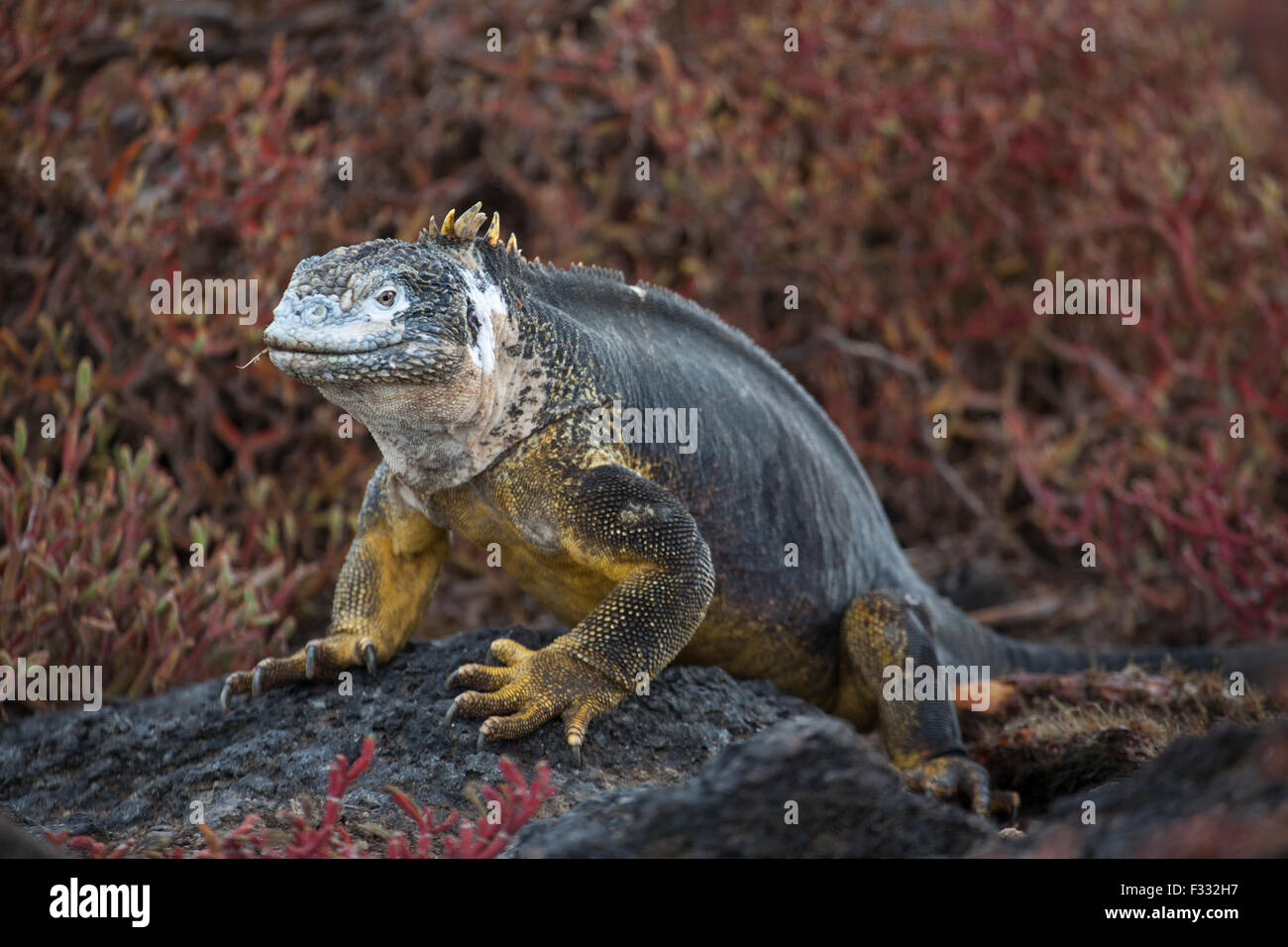 Iguane terrestre des Galapagos (Conolophus subcristatus) Banque D'Images