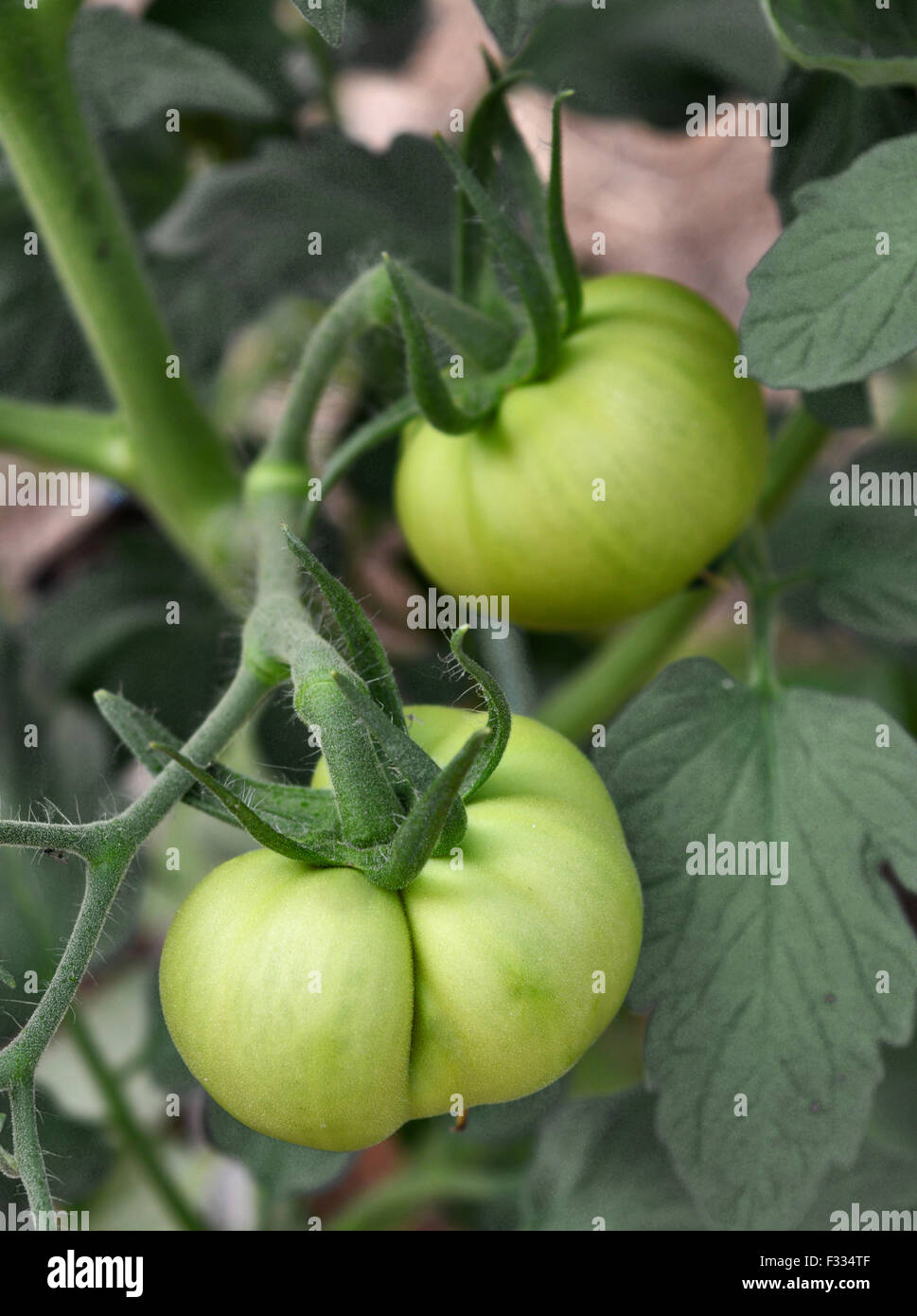 Les tomates vertes dans le jardin Banque D'Images
