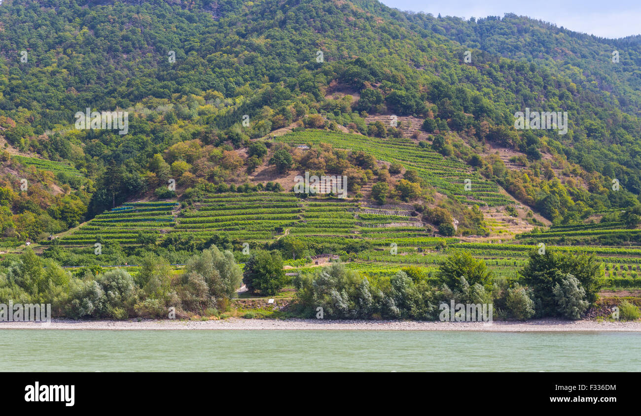 Vue des vignobles dans les collines à l'été. Banque D'Images