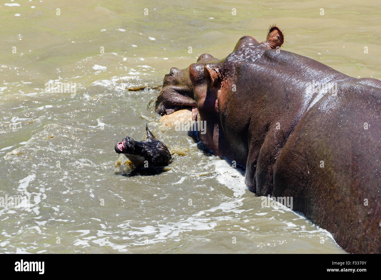 Hippopotame (Hippopotamus amphibious) chasser et tuer des gnous veau, comportement inhabituel, rareté Banque D'Images