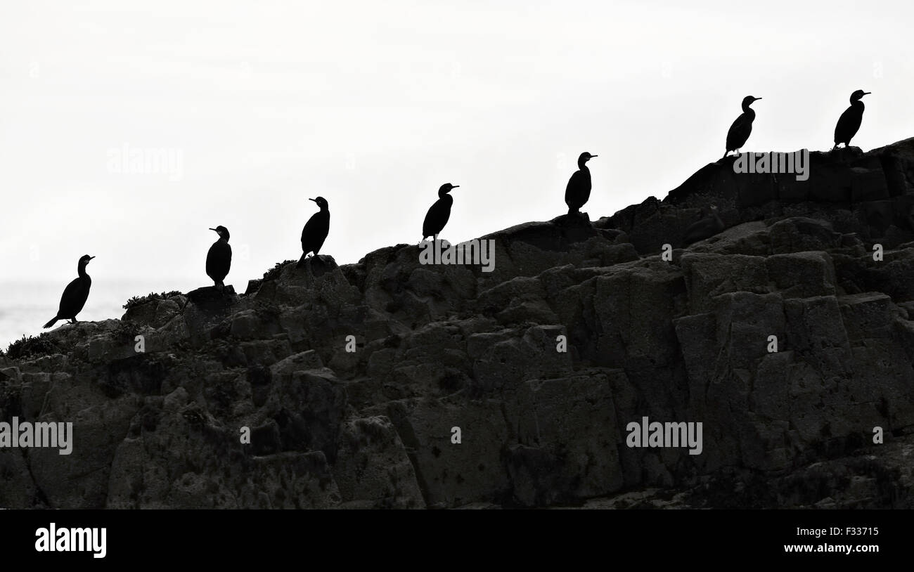 Sept grands cormorans (Phalacrocorax carbo) sur le sol pierreux par la mer, silhouettes, profil, Iles Farne, Northumberland Banque D'Images