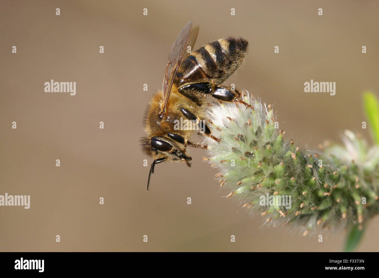 'Abeille à miel ou l'abeille européenne (Apis mellifera) sur une chèvre Fleur de saule (Salix caprea), Thuringe, Allemagne Banque D'Images