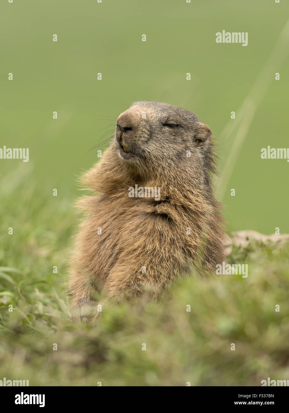 (Marmot Marmota), sleepy, Reichenstein, Styrie, Autriche Banque D'Images