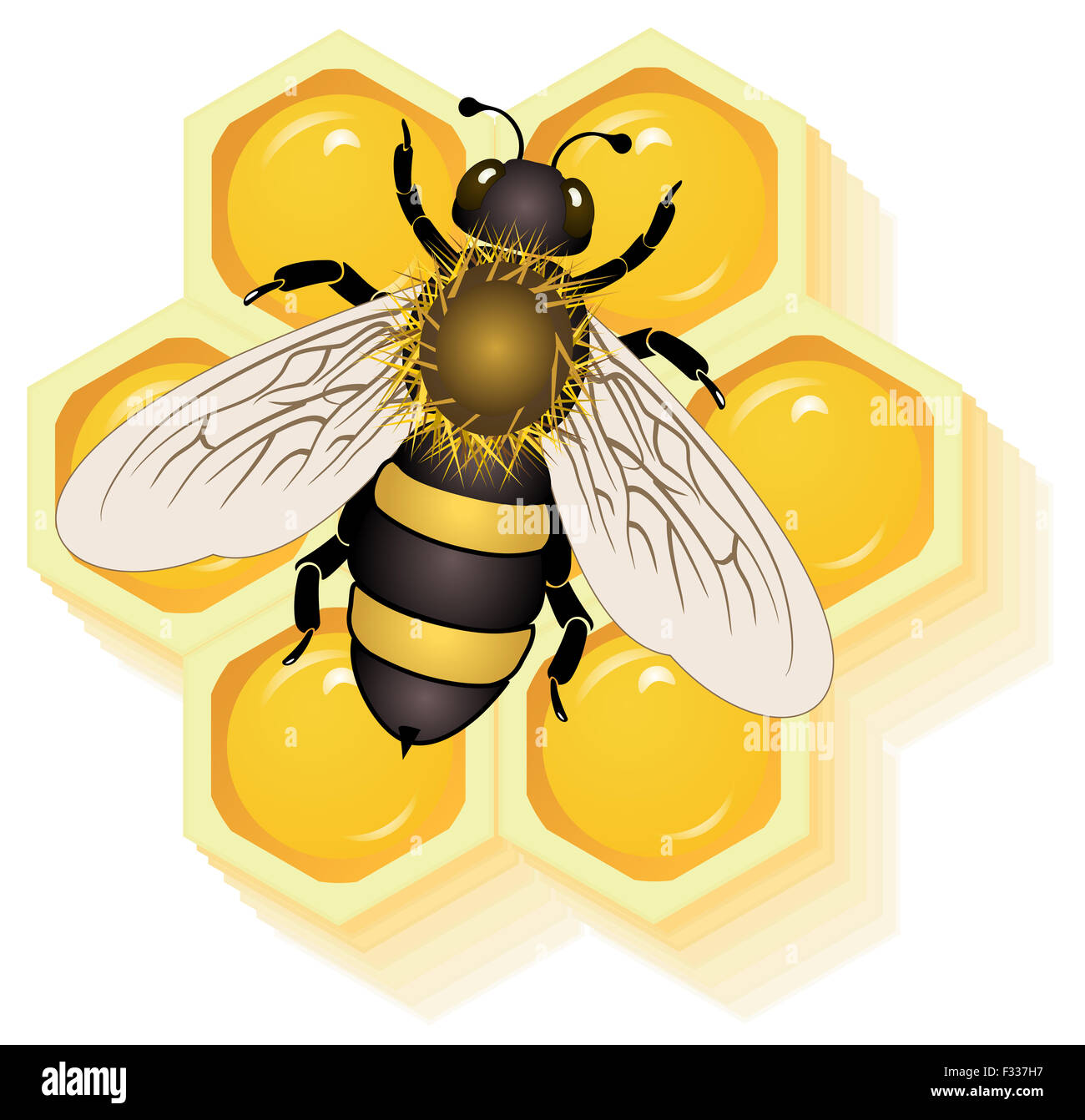 Sur le miel des abeilles de vecteur de cellules Banque D'Images