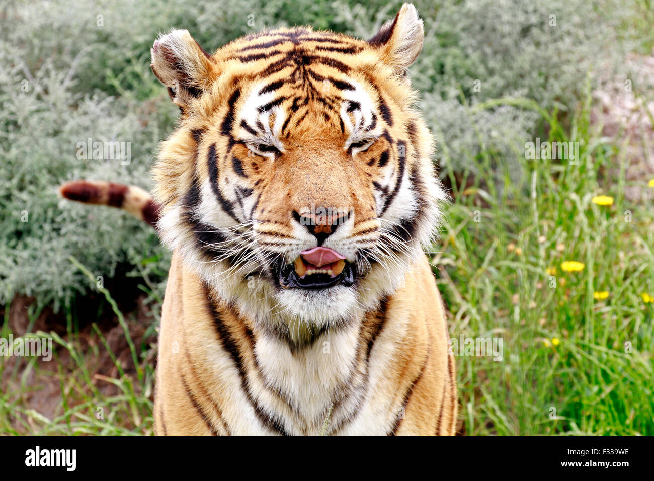 Un tigre du Bengale (Panthera tigris tigris) dans le parc du Lion Drakenstein, Klapmuts, Cape Winelands, Afrique du Sud. Banque D'Images