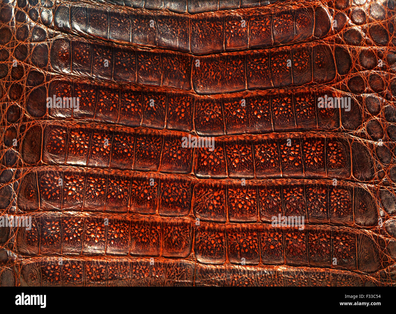 Fond en cuir véritable Crocodile Banque D'Images