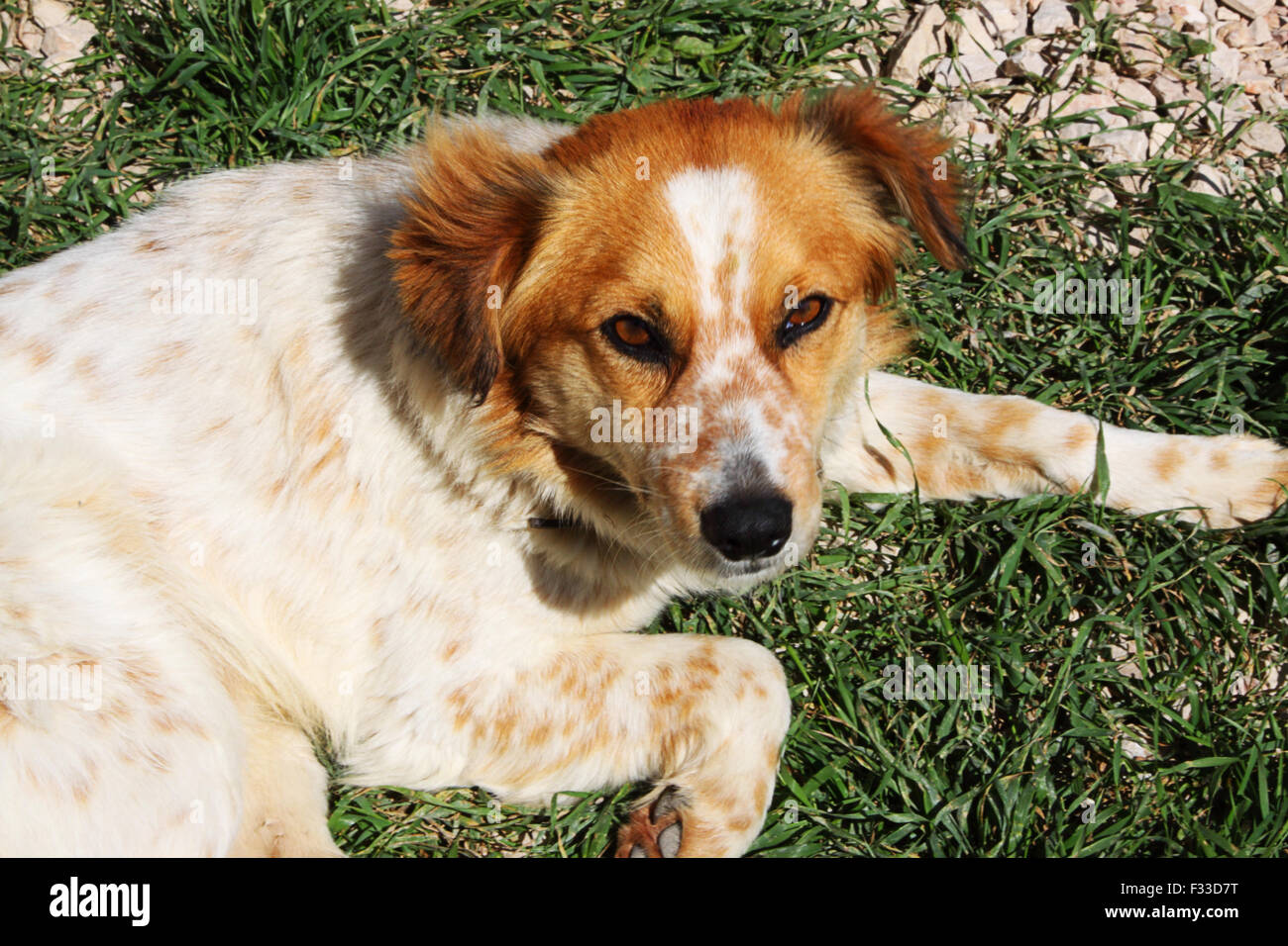 Gentil chien. Banque D'Images