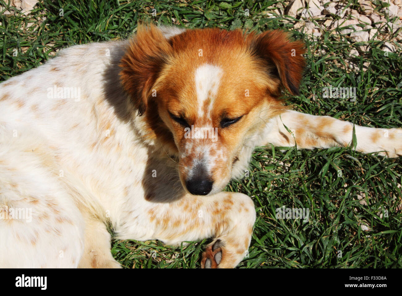 Gentil chien Banque D'Images