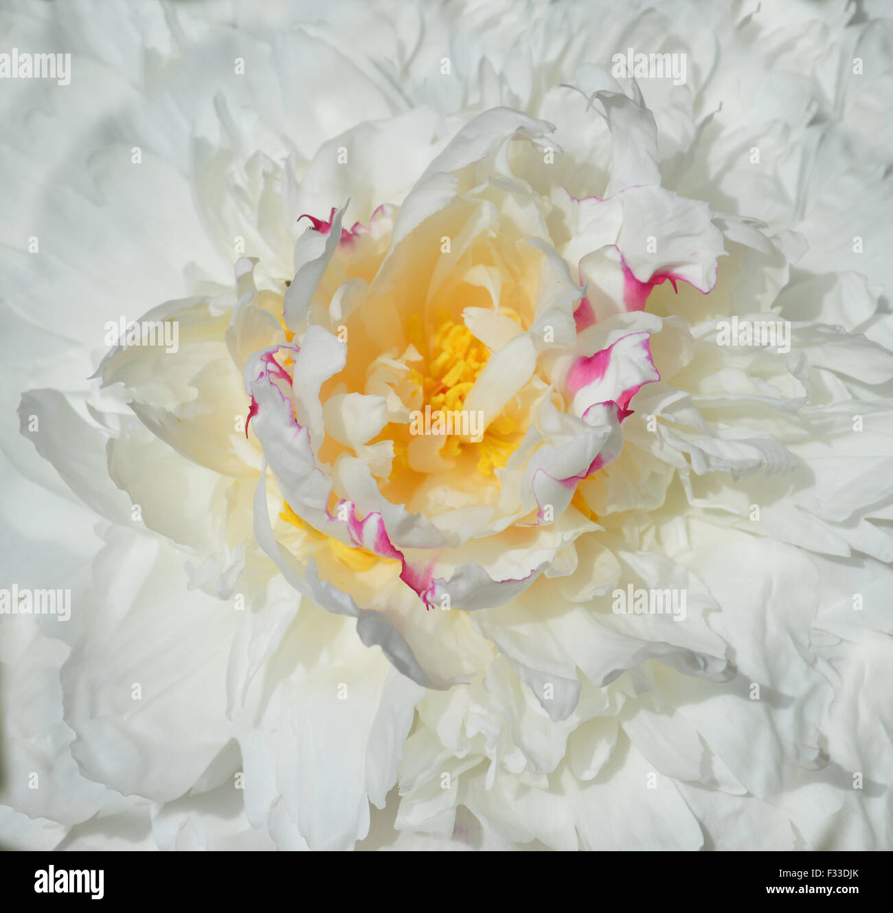 Arrière-plan de pivoine blanche Banque D'Images