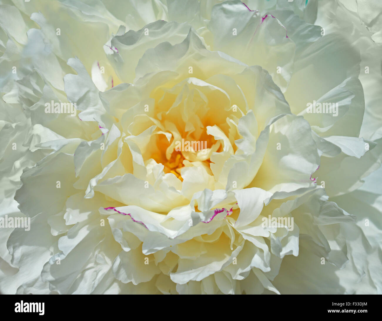 Arrière-plan de pivoine blanche Banque D'Images