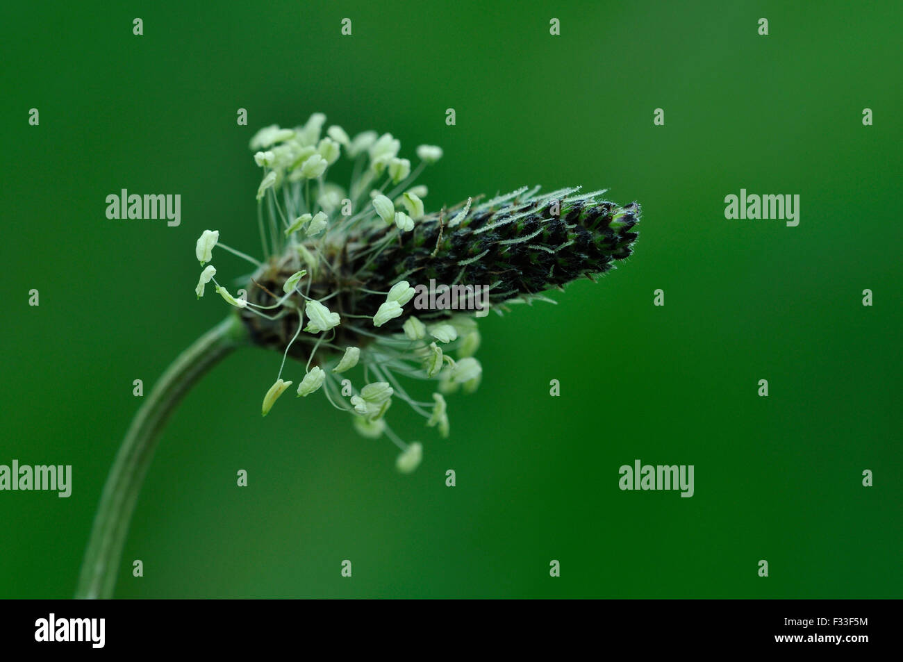 Plantain lancéole fleur sauvage UK Banque D'Images