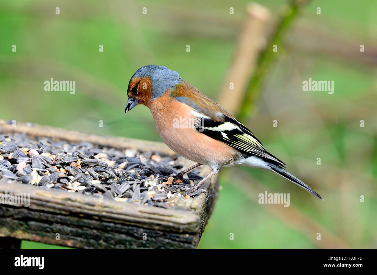 Chaffinch Banque D'Images