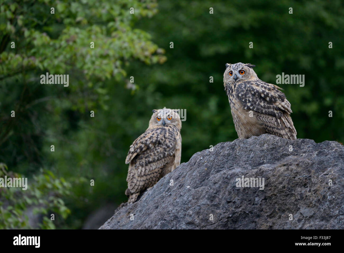 Deux wild Eagle hiboux du Nord / Europäische Uhus ( Bubo bubo ) assis à côté de l'autre sur un énorme rocher avec buissons verts autour de Banque D'Images